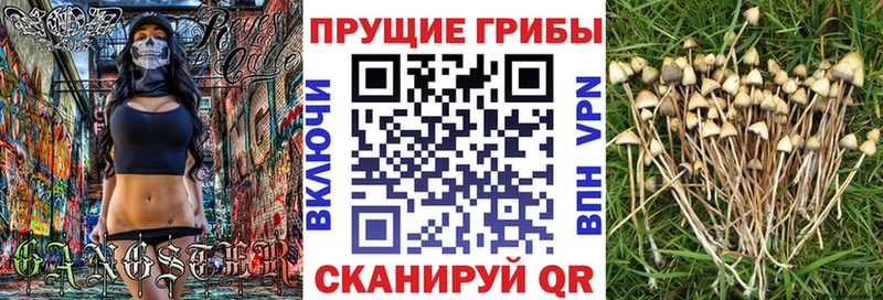 Галлюциногенные грибы GOLDEN TEACHER Купить где Карачев